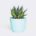 plant6 free img 150x150.jpg