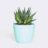 plant6 free img 150x150.jpg